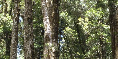 Bosque Nativo (siempre verde)