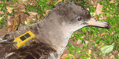 fardelas-isla_mocha200