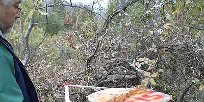 fiscaliza_corta-cipres200