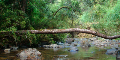 Reserva-Nacional-Nonguen200