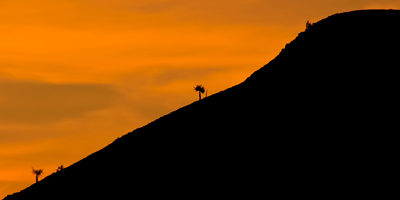 cactus-candelabro-MN-Quebrada-Cardones200