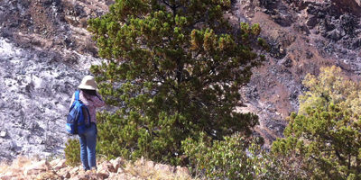 incendio-cipreses-SF