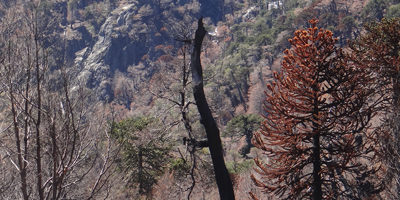 seminario-araucania_postincendio200