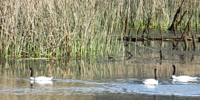 cisnes-carlos-andwanter200