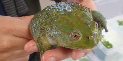 Rana-chilena_yali200