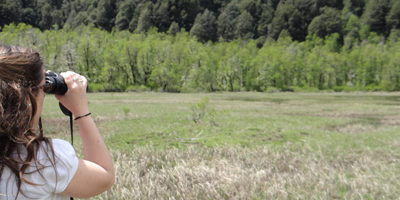 dia-fauna_huilohuilo200