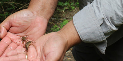 cangrejo-tigre_nonguen200