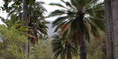 palmeras-PNLaCampana200