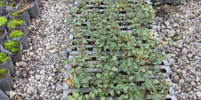 Contenedores-sistema-PATRIK200