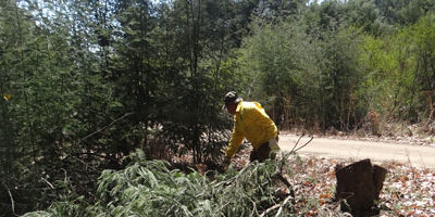 cortafuegos-penuelas200