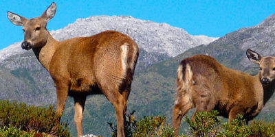 huemules-PNCerroCastillo200