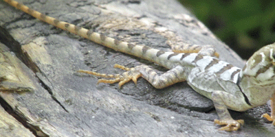 grunidor-del-volcan-1