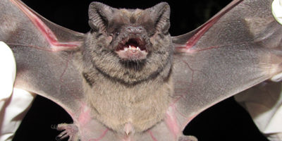 Tadarida-brasiliensis200