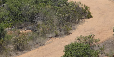 cortafuego18-RNlagopenuelas200
