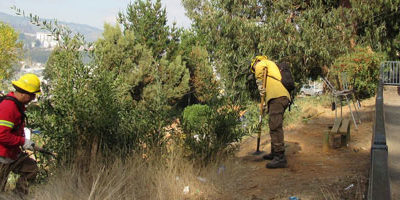 desmalezado-lirquen200