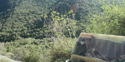 La-campana-darwin200