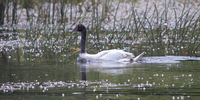 cisne-juvenil_riocruces200