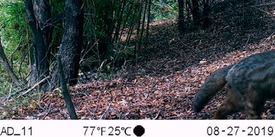 gato-colocolo_PNR7T200