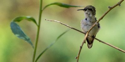 picaflor-arica_monumento200