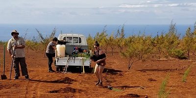 forestacion-cc_rapanui200