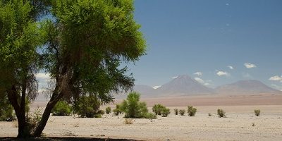 tamarugos-tarapaca200