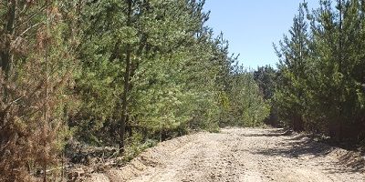 cortafuego-lascenizas200