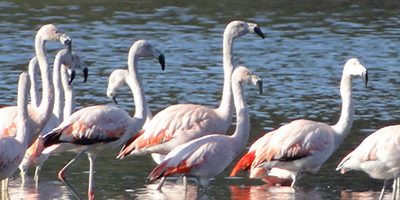 RN-El-Yali1-flamencos-web