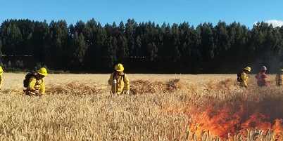 brigadistasIF-losrios200