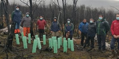 reforestacion-IF_aysen200