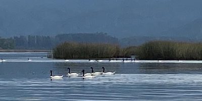 Rio-Cruces_proteccion-humedales200