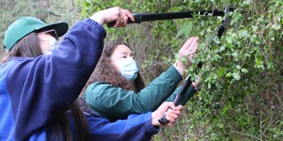 silvicultura-cerro_lasdelicias200