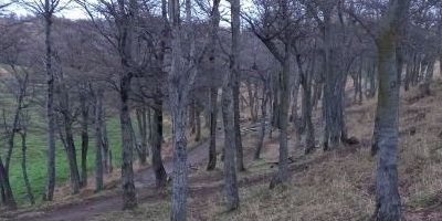 silvicultura-parque_magallanes200