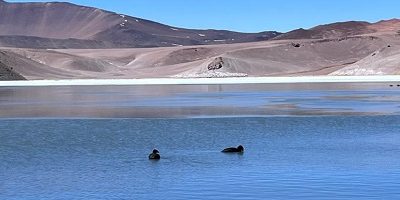 tagua-cornuda_antofa200