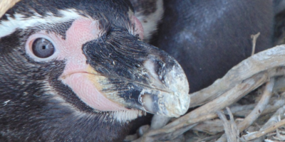 Coquimbo gripe aviar 1