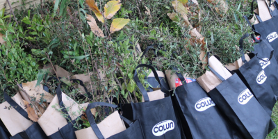 arboles colun Los rios 1