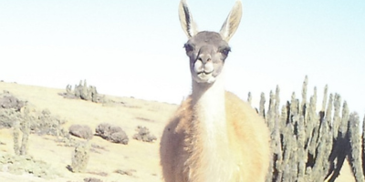 Guanaco