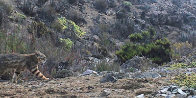 fauna llanos de challe 1